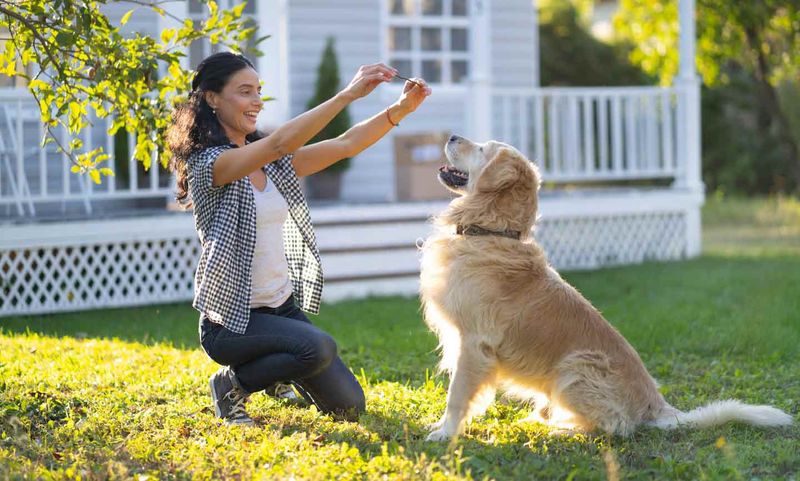 Golden Retriever: The Eager-to-Please Scholar