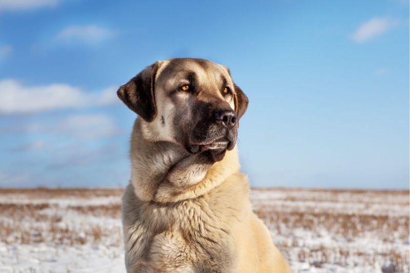 Kangal Shepherd Dog: Turkey's Fearless Guardian