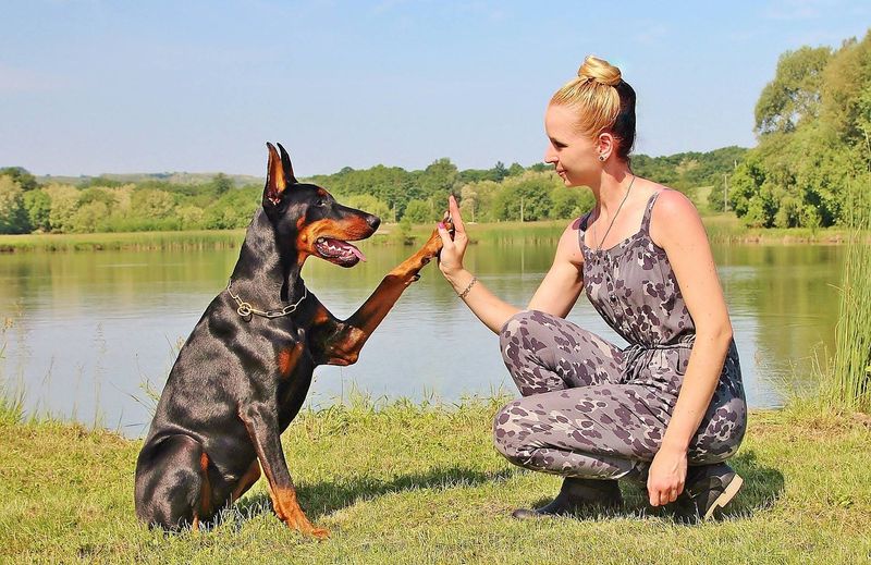 Doberman Pinscher: The Focused Guardian