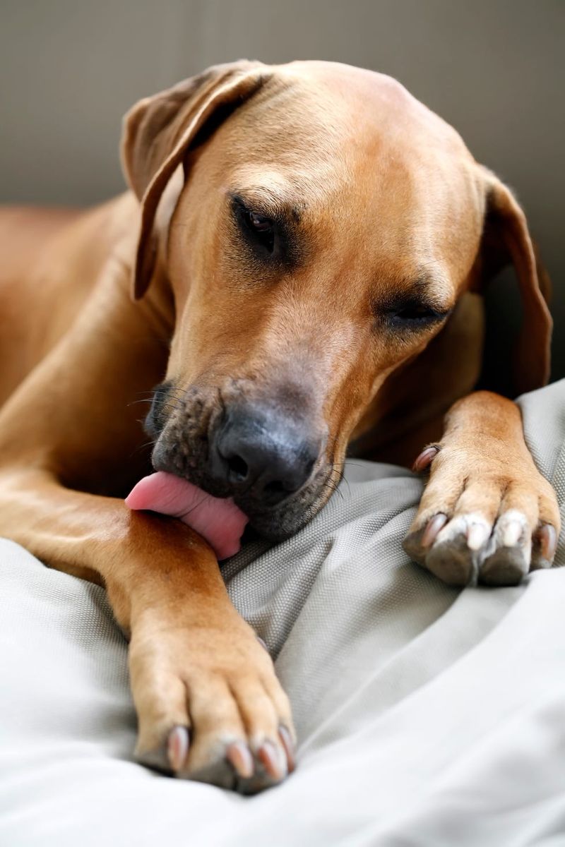 Licking or Grooming Themselves