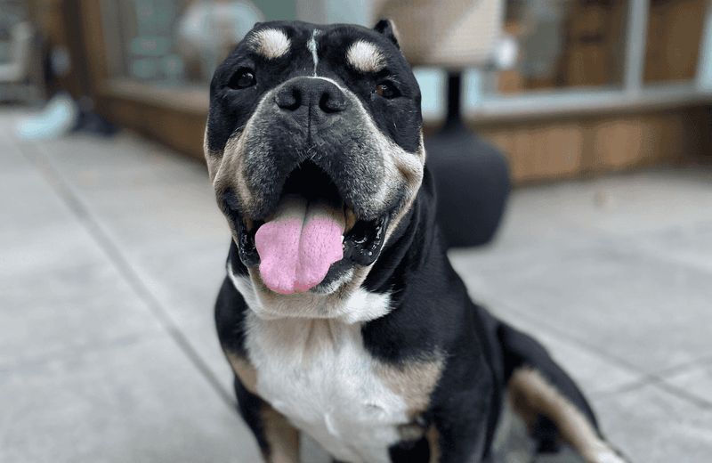 Breed-Specific Legislation Concerns