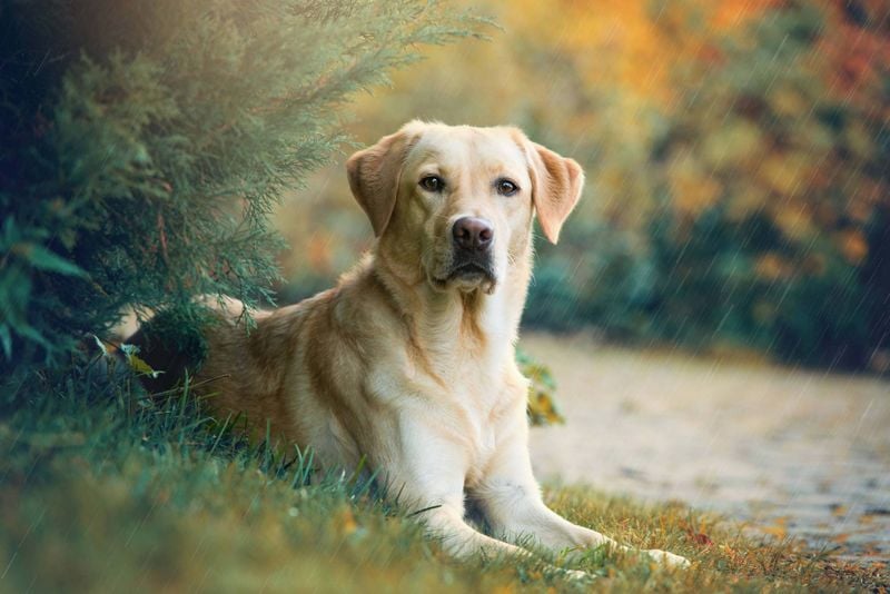 Labrador Retriever: The Versatile Favorite