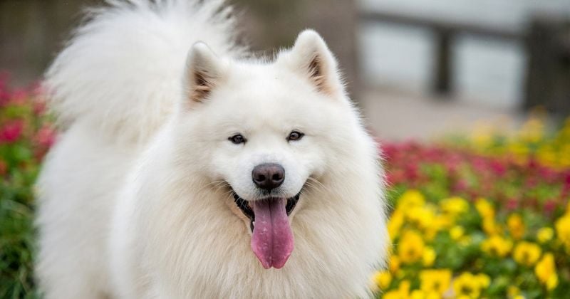 Samoyed