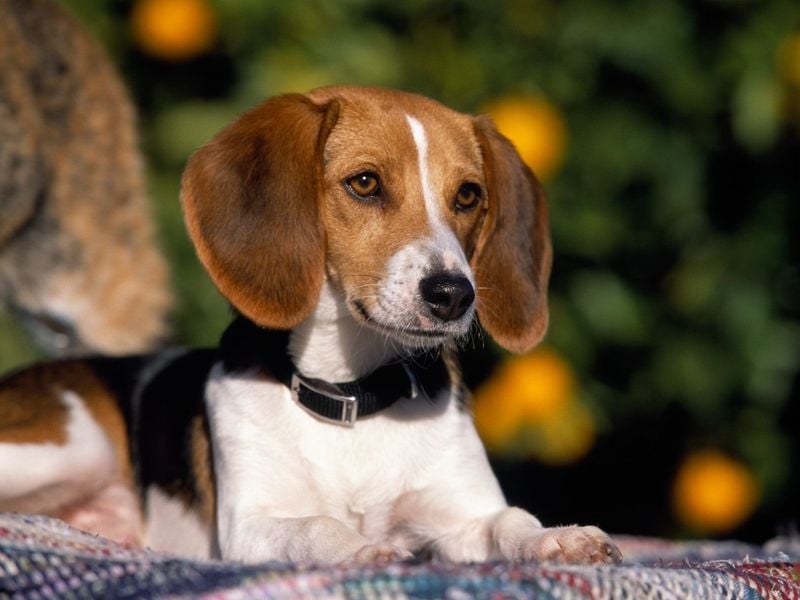 English Foxhound