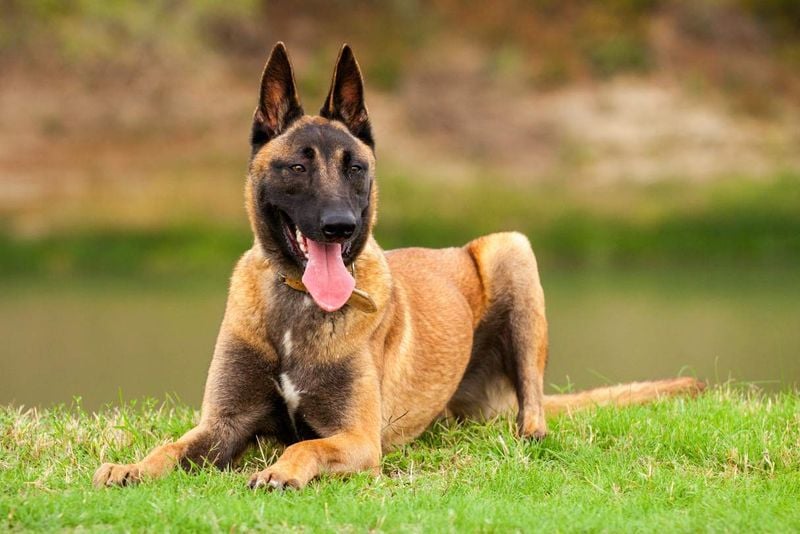 Belgian Malinois: The Intense Workaholic