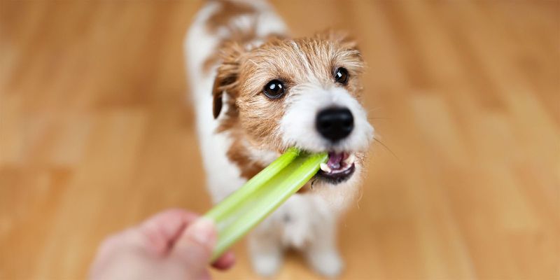 Celery: Crunchy Breath Freshener