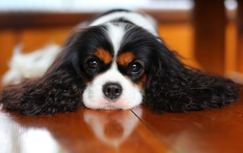 Separation Anxiety That Tests Your Independence