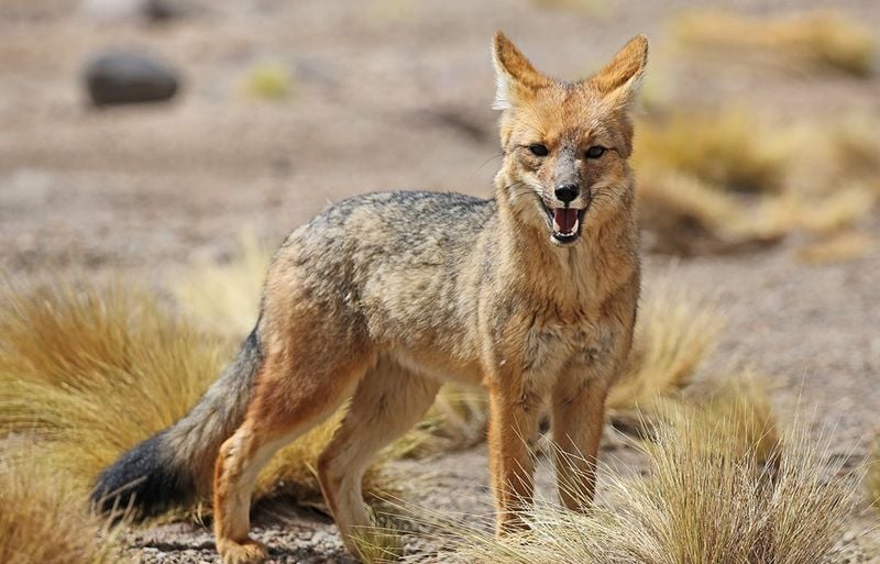 The Ghost of the Andes: Andean Fox