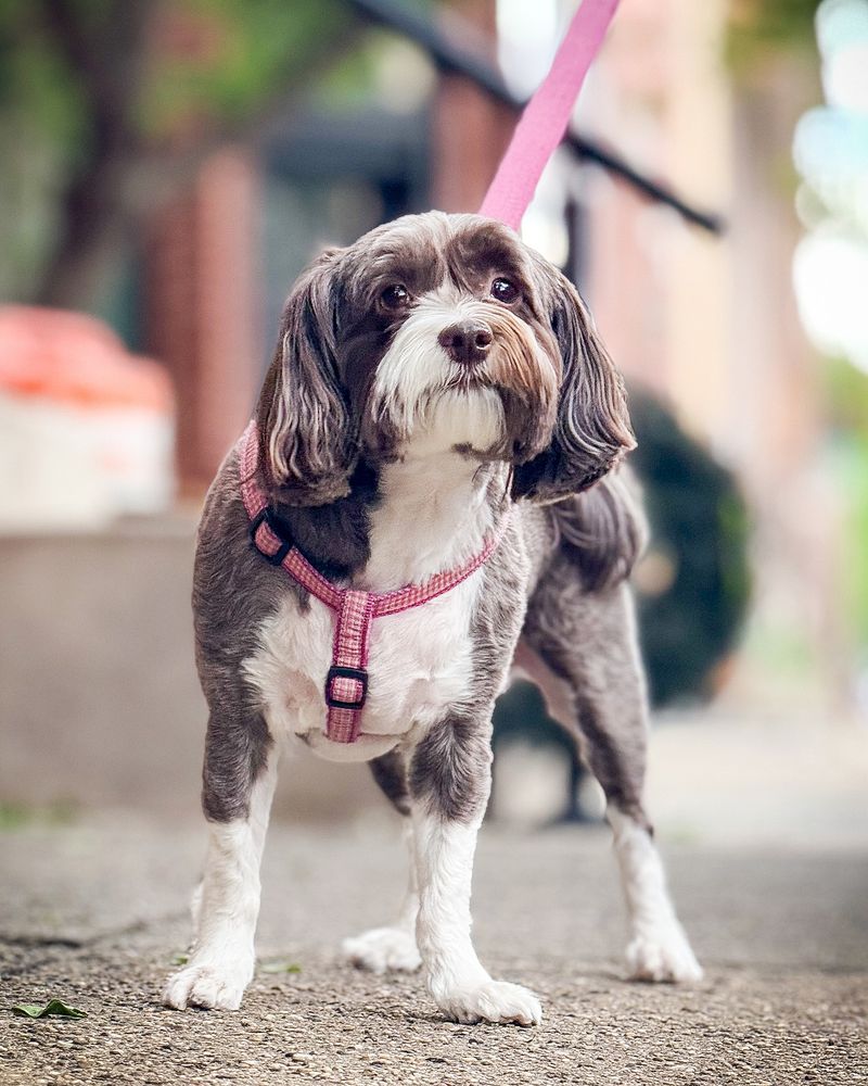 Havanese