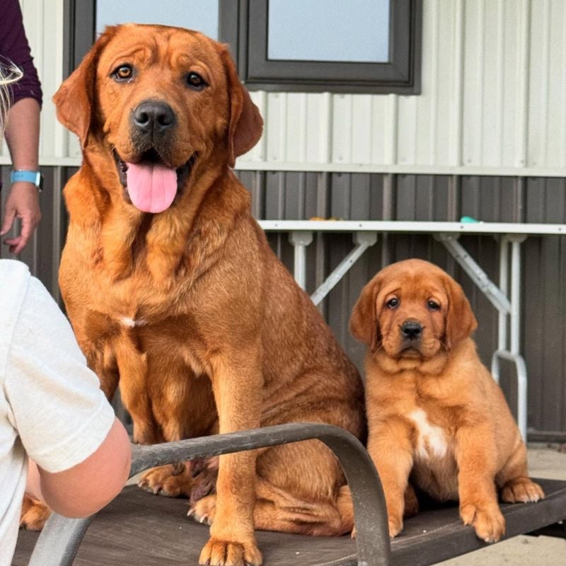 Labrador Retrievers: Double the Love