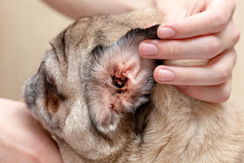 Chronic Ear Infections
