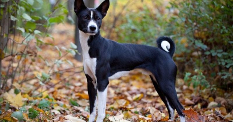 Basenji