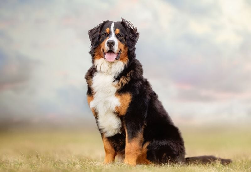 Bernese Mountain Dog: The Steady Worker