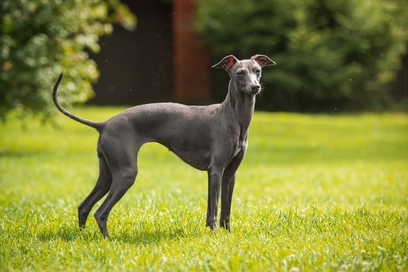 Whippet: Speed Demons in Pursuit