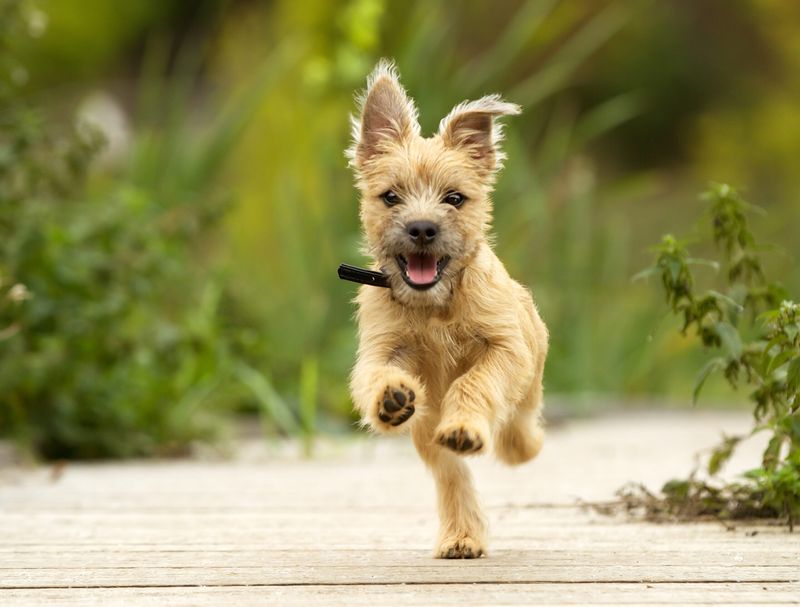 Cairn Terrier: The Plucky Toto Lookalike