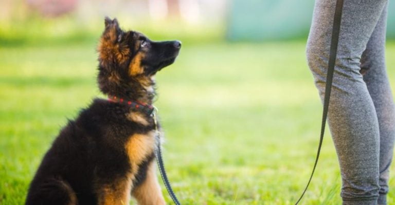 German Shepherd 101: 18 Must-Know Facts for New Owners