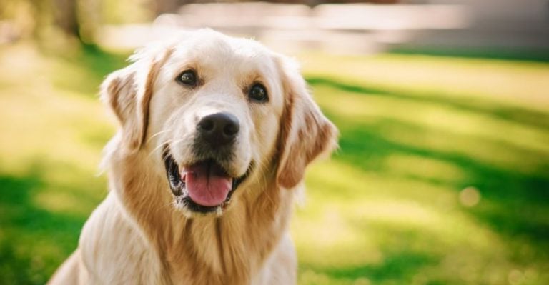 Getting a Dog? These 7 Breeds Are Famous for Their Good Behavior