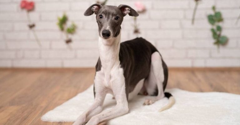 Getting Your First Dog? Start with One of These 23 Breeds