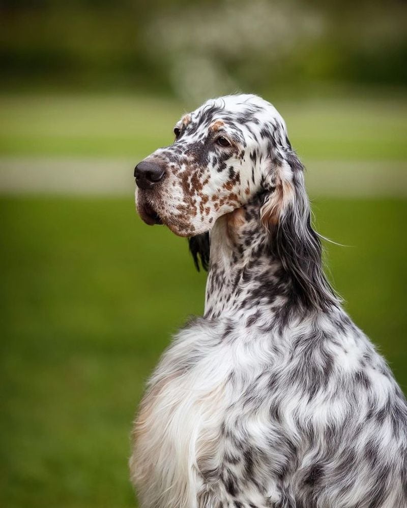 English Setter