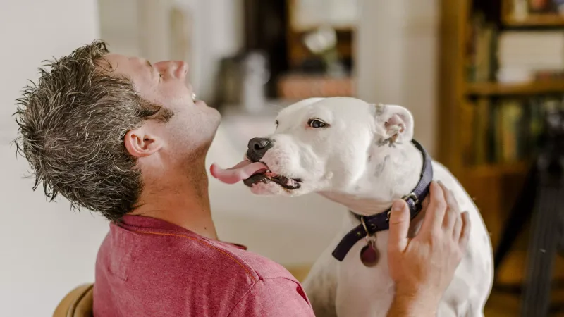 Staffordshire Bull Terrier