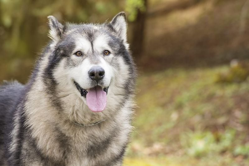 American Alsatian