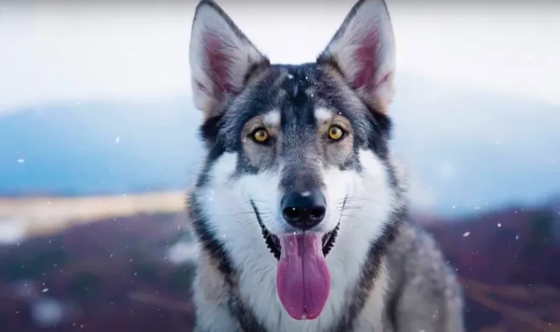 Wolf–Northern Inuit Dog Mix