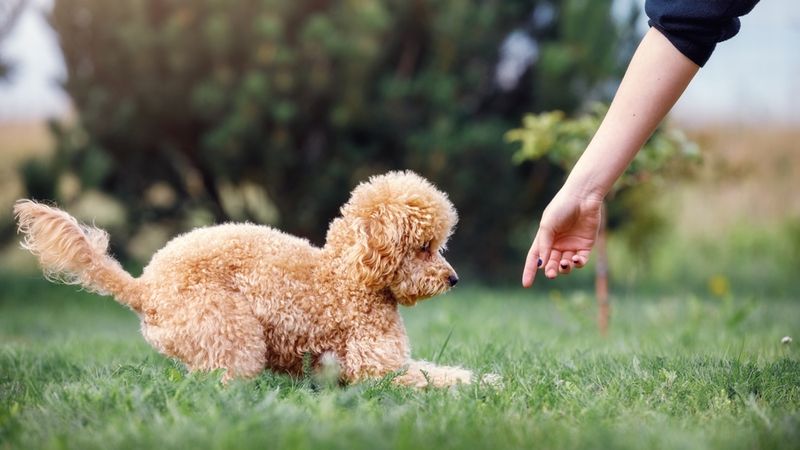 Poodle: Elegant Minds in Curly Coats