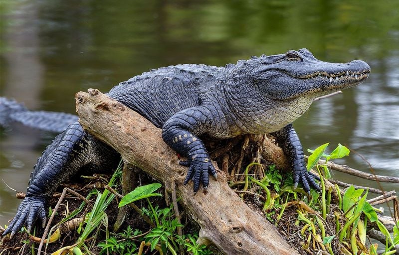 Alligators & Crocodiles