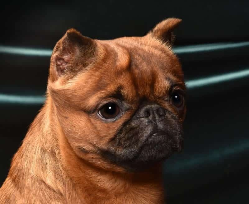 Brussels Griffon