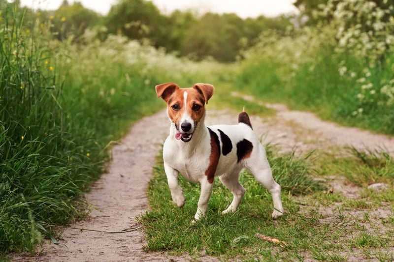 Jack Russell Terriers: Small Dogs with Giant Personalities