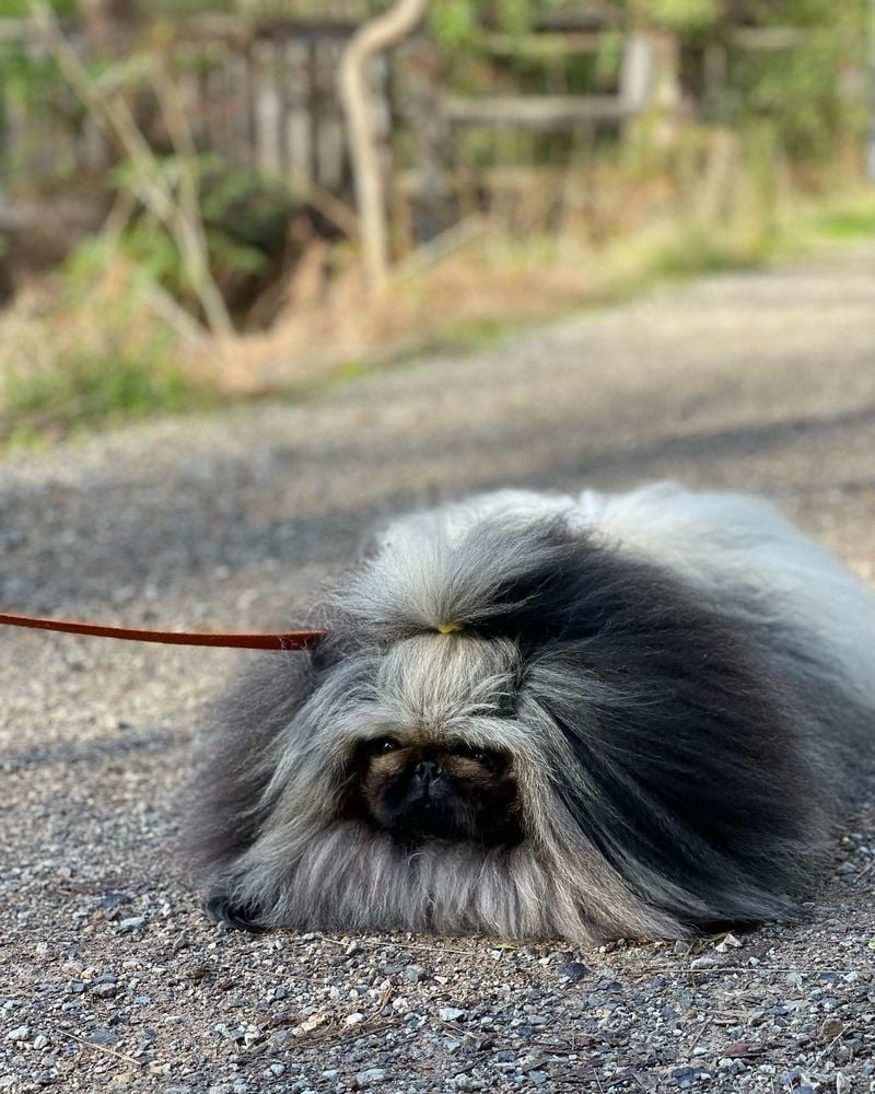 Pekingese