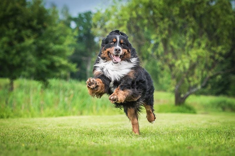 Bernese Mountain Dog