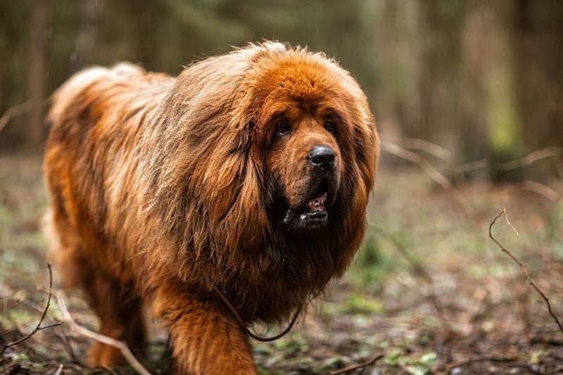 Tibetan Mastiff: The Ancient Guardian With a Calm Core