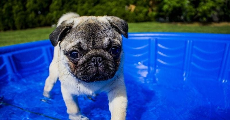 Pugs