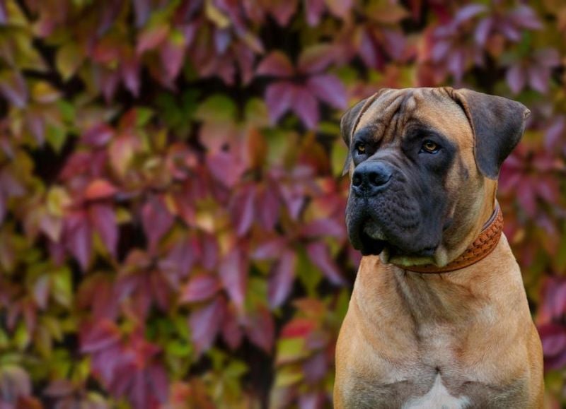 Boerboel: South Africa's Fearless Protector
