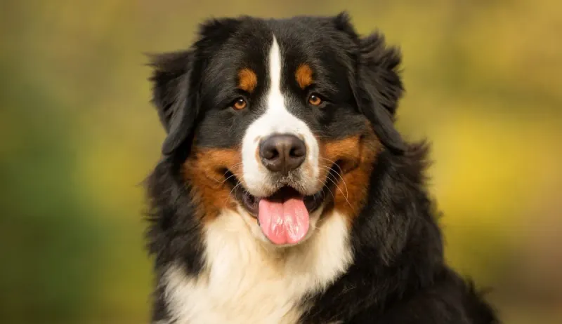 Bernese Mountain Dog: Gentle Giant With Heart