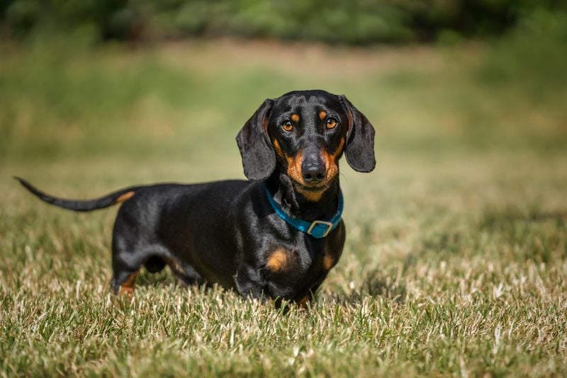 Dachshund: The Stubborn Strategist