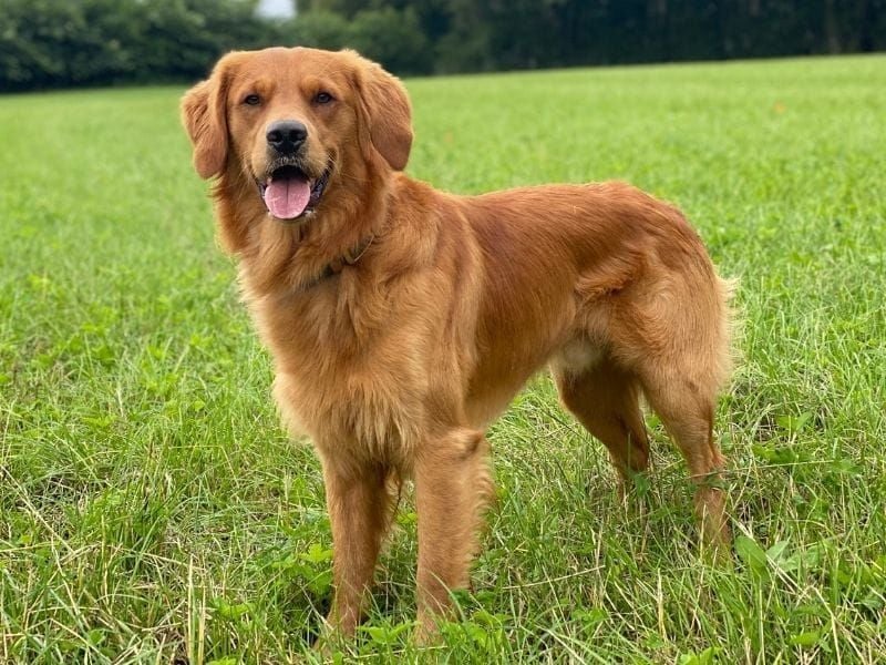 Golden Retriever: The Sunshine Ambassador