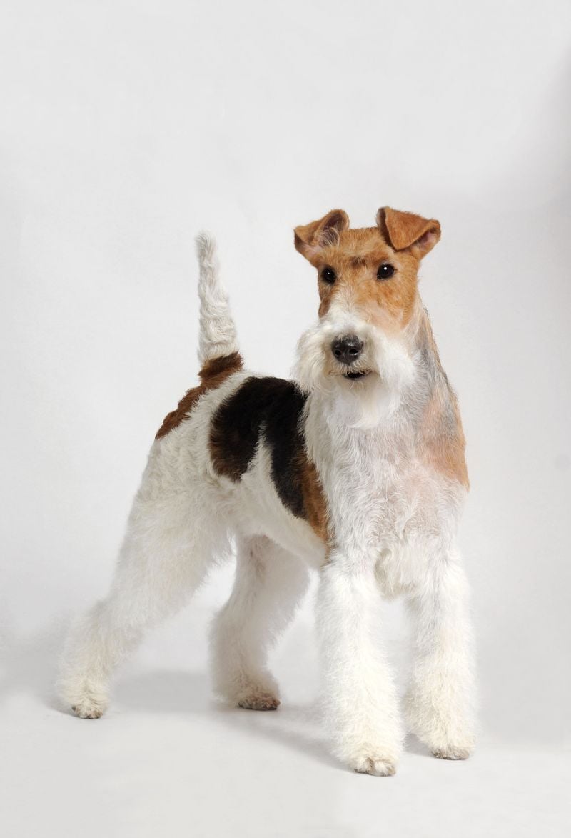 Wire Fox Terrier