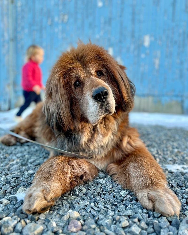 Mastiff