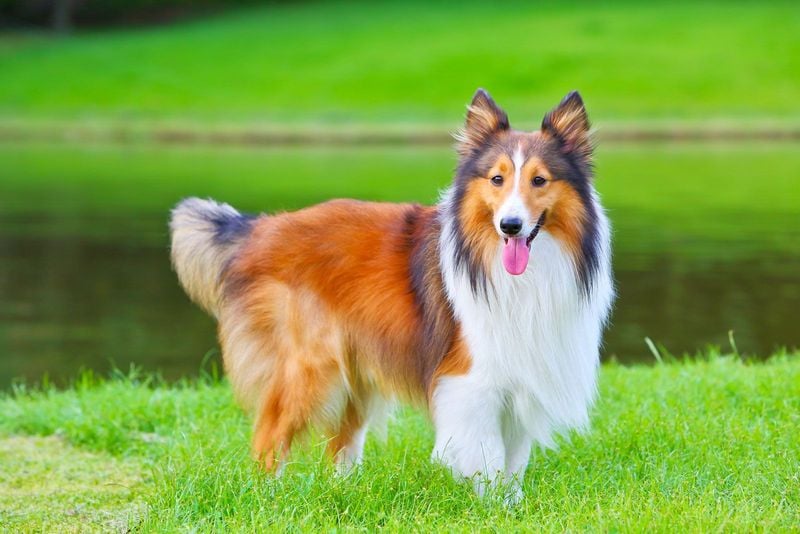 Shetland Sheepdog: The Attentive Herder