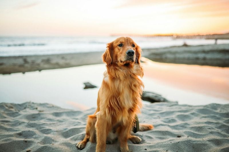 Golden Retrievers