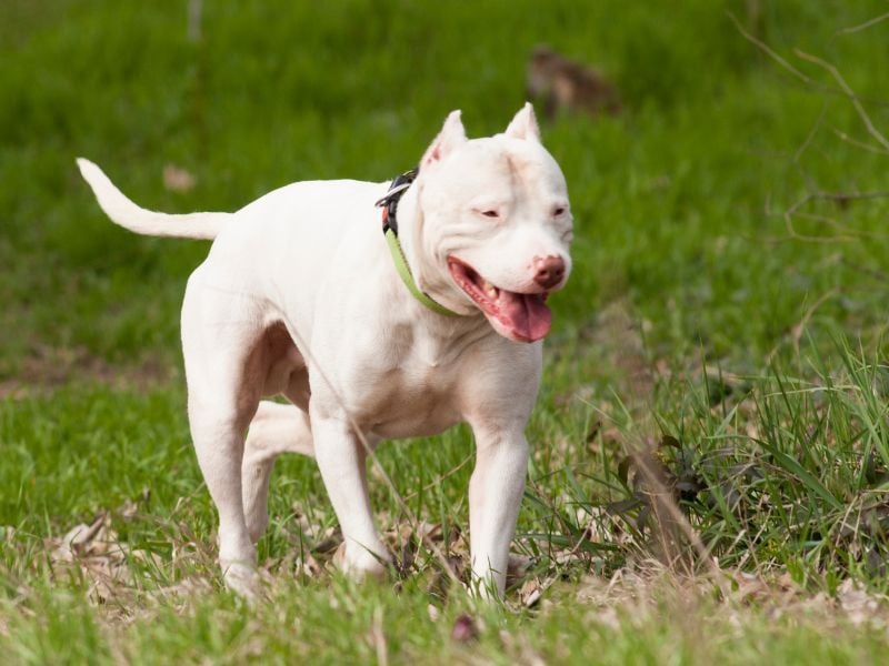 Dogo Argentino: Athletic Marshmallows