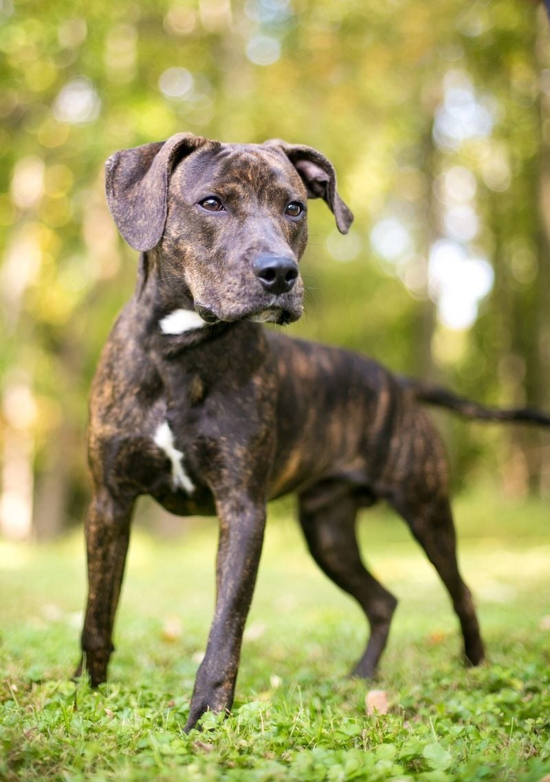 Plott Hound: The Fearless Mountain Hunter
