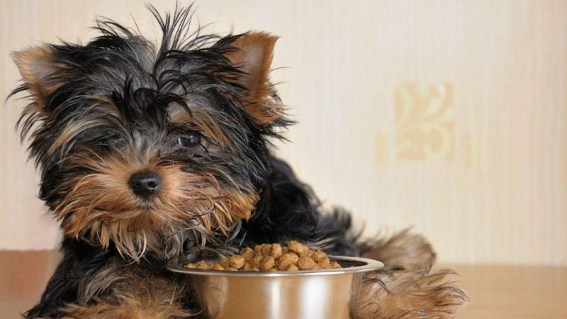 Nutrition & Feeding