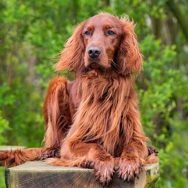 Irish Setters