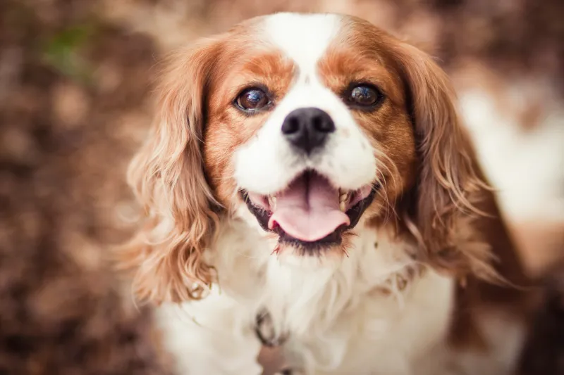 Cavalier King Charles Spaniel: The Royal Heartstealer