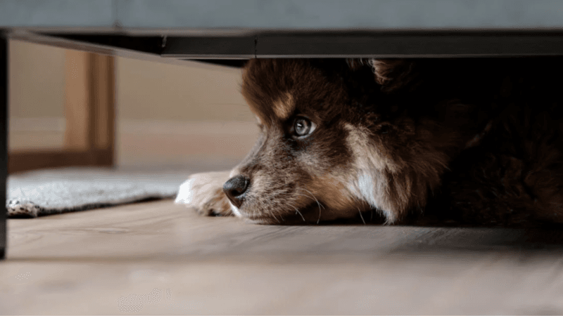 Hiding or Isolating Themselves