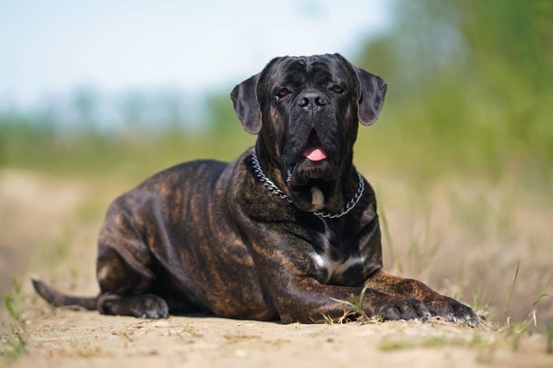 Cane Corso: The Ancient Emotional Sentinel