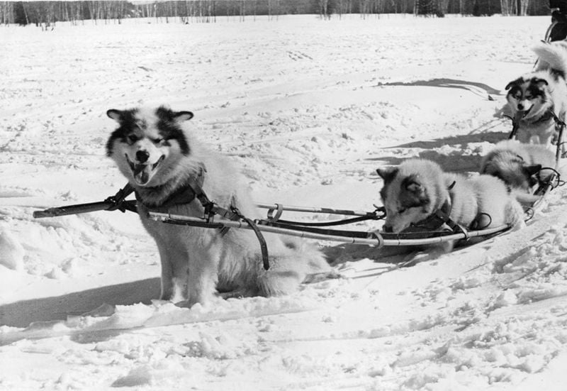 Canadian Eskimo Dog